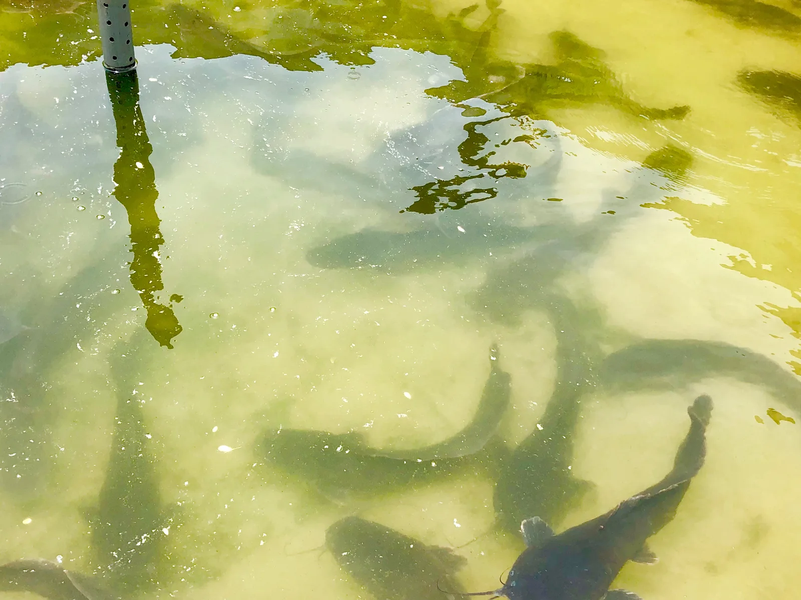 Aquaculture catfish farming ponds
