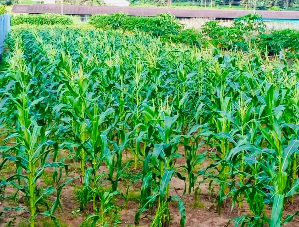Organic corn crop cultivation