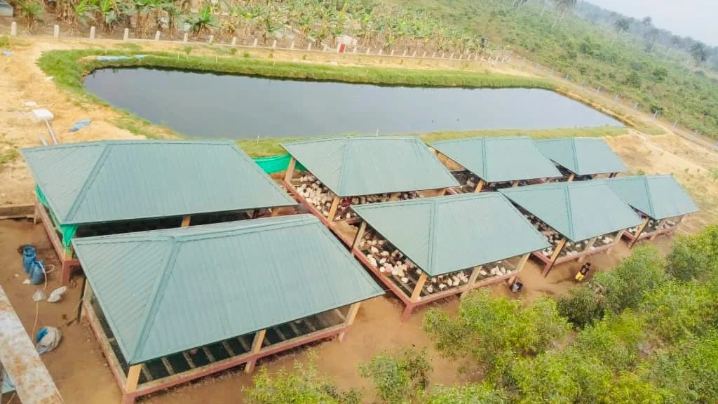 Integrated livestock and poultry farming pens