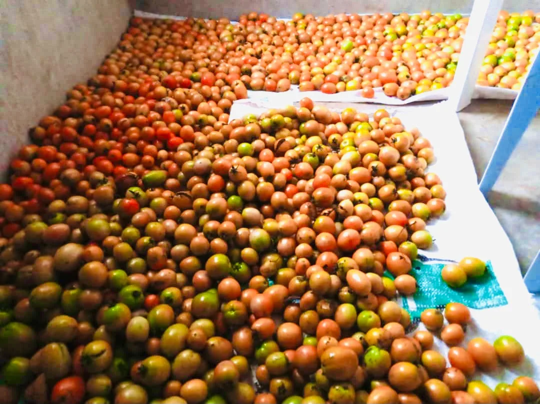 Organically grown fruits and produce processing
