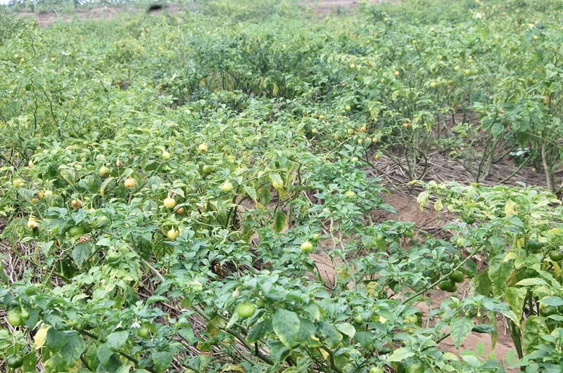 Agricultural research publications, practical farming documentaries, and field learning archive