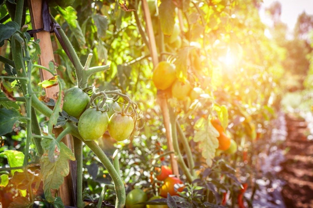 Integrated greenhouse and precision cultivation cycles at Ibom Integrated Farms